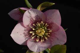 Helleborus x hybridus Winter Jewel Apple Blossum